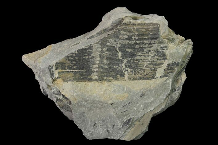 Pennsylvanian Horsetail (Calamites) Fossil - Kentucky #154737